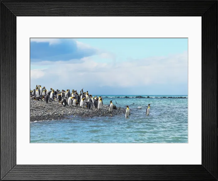 Framed Print : King penguins on the beach, Gold Harbour, South Georgia, Antarctica Date: 03-03-2020 Framed Print : King penguins on the beach, Gold Harbour, South Georgia, Antarctica Date: 03-03-2020
