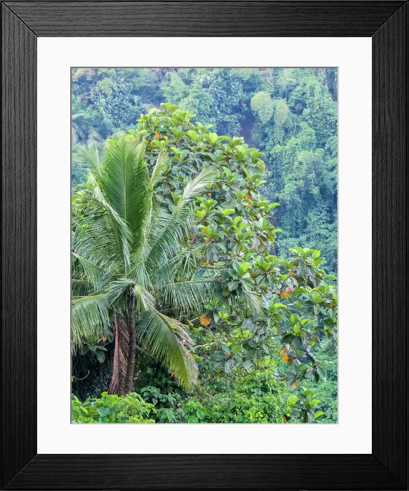 Framed Print : Indonesia, Bali, Ubud. Palm trees in a tropical forest. Date: 11-04-2018