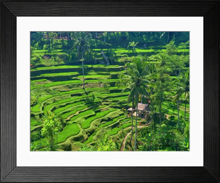 Framed Print : Indonesia, Bali, Ubud. Tegallalang Rice Terraces. Date: 12-04-2018