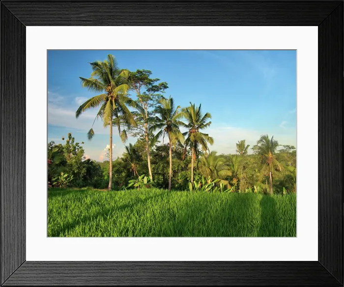 Framed Print : Indonesia, Bali, Ubud. Rice fields and palm trees Date: 12-04-2018 Framed Print : Indonesia, Bali, Ubud. Rice fields and palm trees Date: 12-04-2018