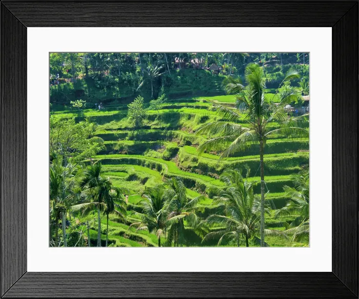 Framed Print : Indonesia, Bali, Ubud. Tegallalang Rice Terraces near Ubud Date: 12-04-2018 Framed Print : Indonesia, Bali, Ubud. Tegallalang Rice Terraces near Ubud Date: 12-04-2018