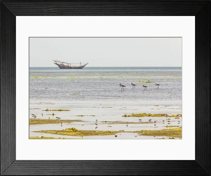 Framed Print : Middle East, Arabian Peninsula, Al Batinah South, Mahout. Flamingos and sea birds in a coastal marsh in Oman. Date: 27-10-2019 Framed Print : Middle East, Arabian Peninsula, Al Batinah South, Mahout. Flamingos and sea birds in a coastal marsh in Oman. Date: 27-10-2019