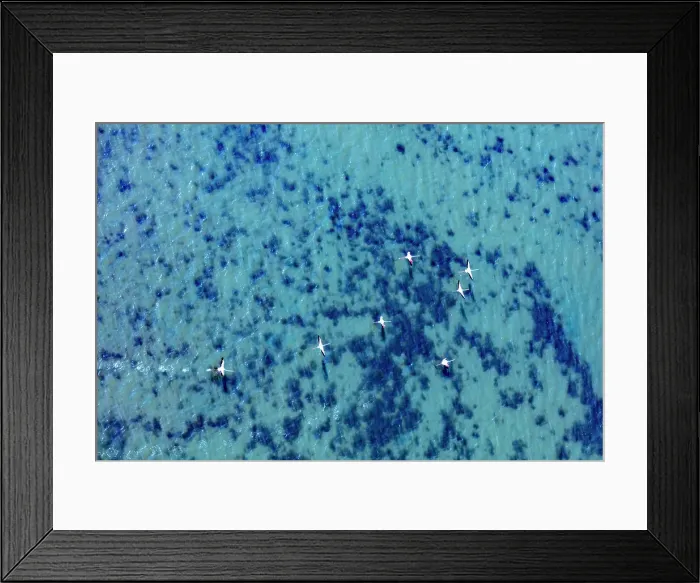 Framed Print : Flamingos flying at the Aegean coast, Turkey. Date: 21-08-2018 Framed Print : Flamingos flying at the Aegean coast, Turkey. Date: 21-08-2018