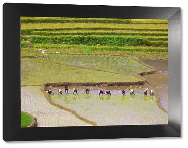 Vietnam. Rice paddies in the highlands of Sapa. Date: 25-06-2019