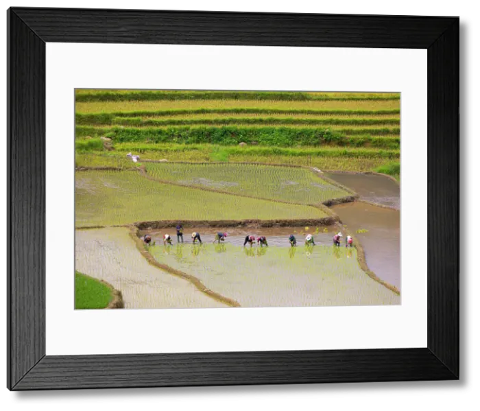 Framed Print : Vietnam. Rice paddies in the highlands of Sapa. Date: 25-06-2019