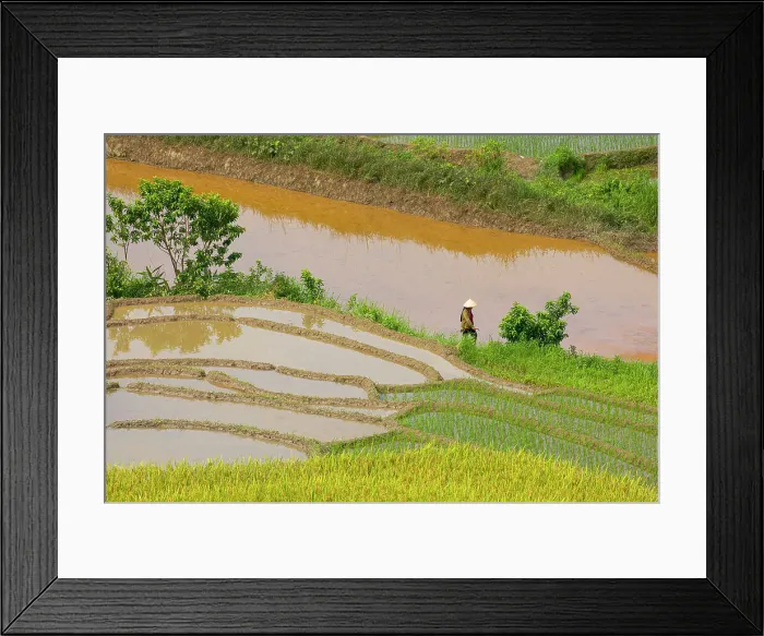 Framed Print : Vietnam. Rice paddies in the highlands of Sapa. Date: 25-06-2019 Framed Print : Vietnam. Rice paddies in the highlands of Sapa. Date: 25-06-2019