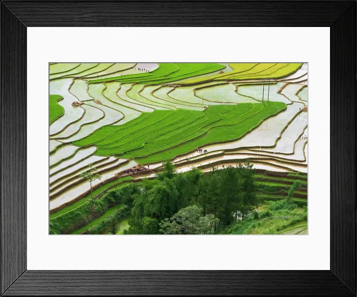 Framed Print : Vietnam. Rice paddies in the highlands of Sapa. Date: 25-06-2019 Framed Print : Vietnam. Rice paddies in the highlands of Sapa. Date: 25-06-2019