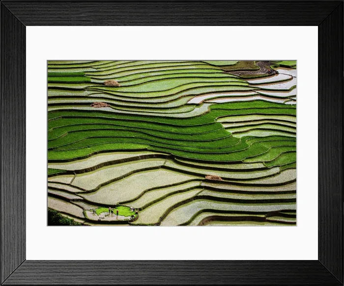 Framed Print : Vietnam. Rice paddies in the highlands of Sapa. Date: 25-06-2019 Framed Print : Vietnam. Rice paddies in the highlands of Sapa. Date: 25-06-2019