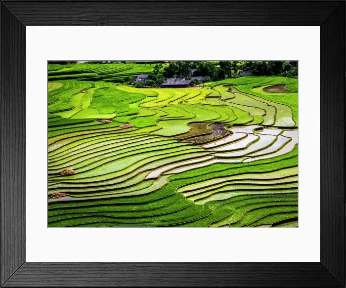 Framed Print : Vietnam. Rice paddies in the highlands of Sapa. Date: 25-06-2019 Framed Print : Vietnam. Rice paddies in the highlands of Sapa. Date: 25-06-2019