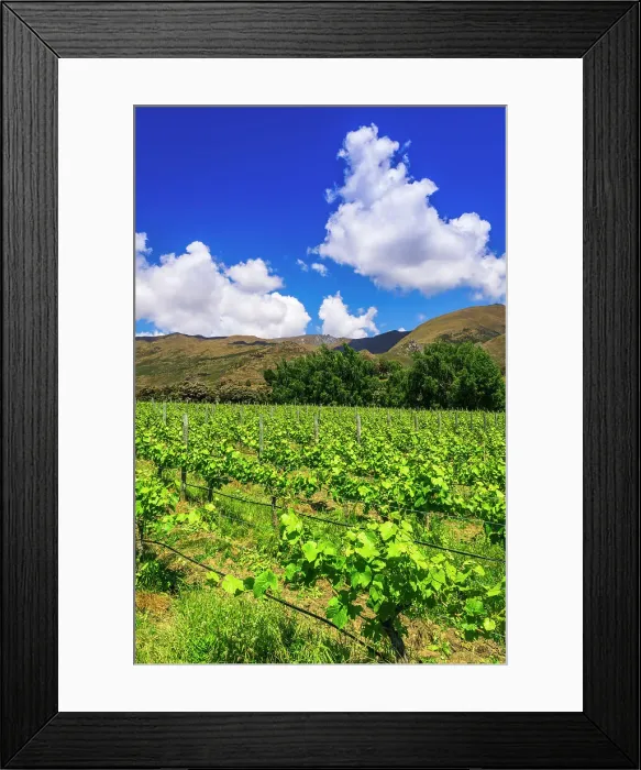 Framed Print : Wine grapes at Rippon Vineyard on the shore of Lake Wanaka, Otago, South Island, New Zealand Date: 01-07-2021