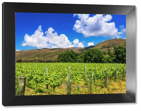 Wine grapes at Rippon Vineyard on the shore of Lake Wanaka, Otago, South Island, New Zealand Date: 01-07-2021