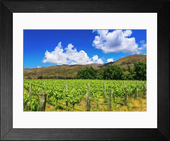 Framed Print : Wine grapes at Rippon Vineyard on the shore of Lake Wanaka, Otago, South Island, New Zealand Date: 01-07-2021 Framed Print : Wine grapes at Rippon Vineyard on the shore of Lake Wanaka, Otago, South Island, New Zealand Date: 01-07-2021