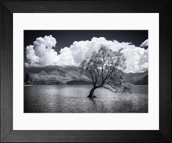 Framed Print : The Wanaka tree, Lake Wanaka, Otago, South Island, New Zealand Date: 01-07-2021 Framed Print : The Wanaka tree, Lake Wanaka, Otago, South Island, New Zealand Date: 01-07-2021