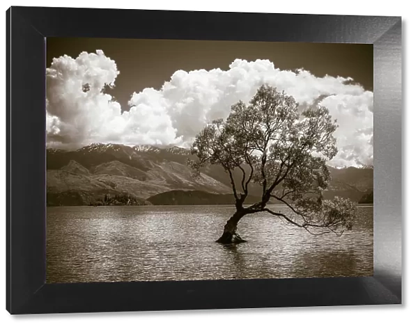 The Wanaka tree, Lake Wanaka, Otago, South Island, New Zealand Date: 01-07-2021