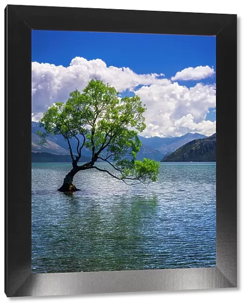The Wanaka tree, Lake Wanaka, Otago, South Island, New Zealand Date: 01-07-2021