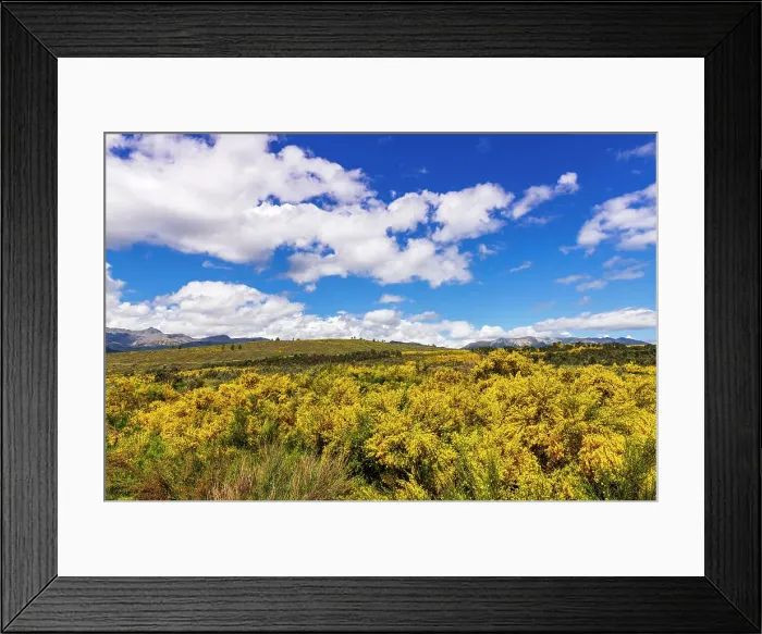 Framed Print : Wildflowers on rolling hills above Lake Te Anau, South Island, New Zealand Date: 01-07-2021
