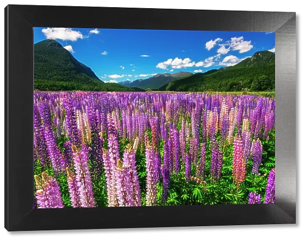 Spring lupine in Eglinton Valley, Fiordland National Park, South Island, New Zealand Date: 01-07-2021