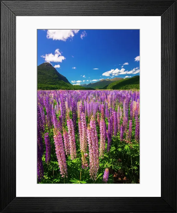 Framed Print : Spring lupine in Eglinton Valley, Fiordland National Park, South Island, New Zealand Date: 01-07-2021 Framed Print : Spring lupine in Eglinton Valley, Fiordland National Park, South Island, New Zealand Date: 01-07-2021