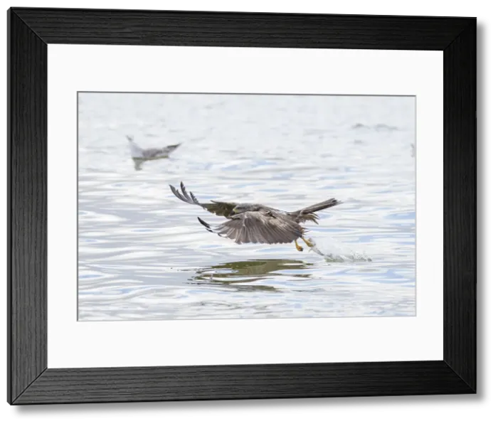 Framed Print : Black Kite - adulte kite catching a fish - Germany Date: 15-07-2022 Framed Print : Black Kite - adulte kite catching a fish - Germany Date: 15-07-2022
