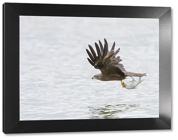 Black Kite - adulte kite catching a fish - Germany Date: 15-07-2022