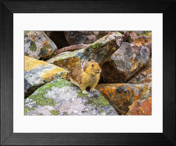 Framed Print : American Pika (Ochotona princeps), Jasper National Park, Alberta, Canada Date: 25-05-2021
