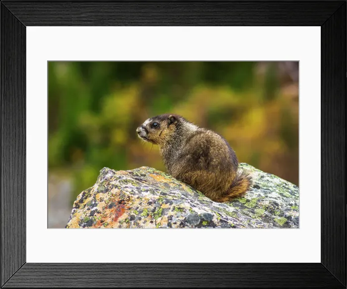 Framed Print : Hoary Marmot (Marmota caligata). Jasper National Park, Alberta, Canada. Date: 25-05-2021 Framed Print : Hoary Marmot (Marmota caligata). Jasper National Park, Alberta, Canada. Date: 25-05-2021