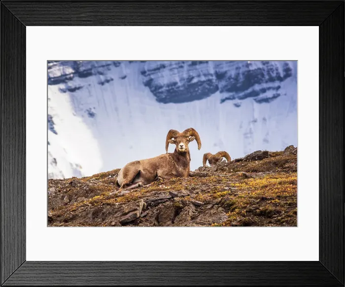 Framed Print : Bighorn rams on Wilcox Ridge under Mount Athabasca, Jasper National Park, Alberta, Canada Date: 25-05-2021 Framed Print : Bighorn rams on Wilcox Ridge under Mount Athabasca, Jasper National Park, Alberta, Canada Date: 25-05-2021
