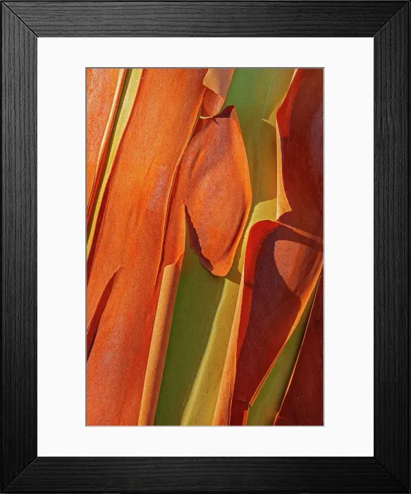 Framed Print : Canada, British Columbia. Bark detail of madrone tree bark peels. Date: 31-07-2016 Framed Print : Canada, British Columbia. Bark detail of madrone tree bark peels. Date: 31-07-2016