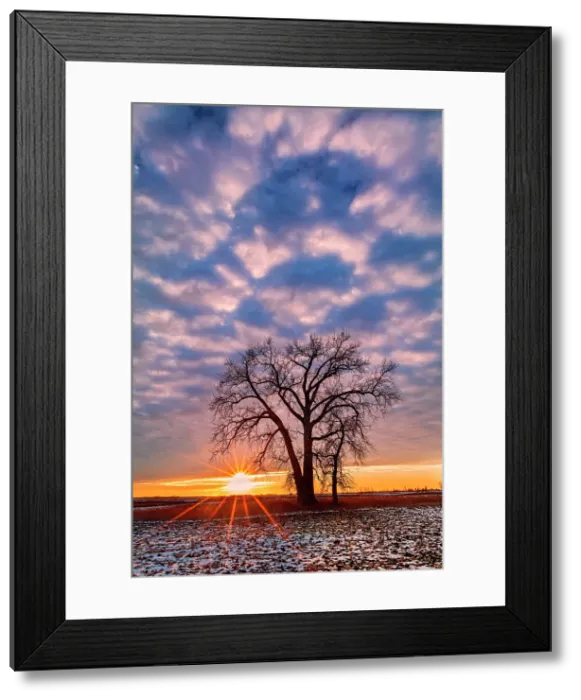 Framed Print : Canada, Manitoba, Grande Pointe. Cottonwood tree and clouds at sunset. Date: 05-12-2020 Framed Print : Canada, Manitoba, Grande Pointe. Cottonwood tree and clouds at sunset. Date: 05-12-2020