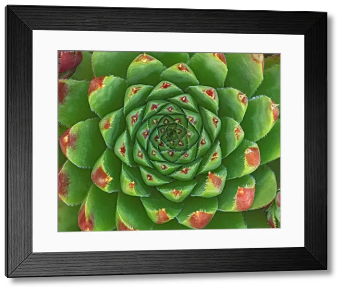 Framed Print : Canada, Manitoba, Winnipeg. Shape and color patterns on succulent plant. Date: 02-08-2020 Framed Print : Canada, Manitoba, Winnipeg. Shape and color patterns on succulent plant. Date: 02-08-2020