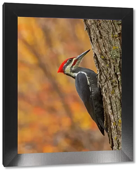 Canada, Manitoba, Winnipeg. Pileated woodpecker on maple tree. Date: 14-10-2020