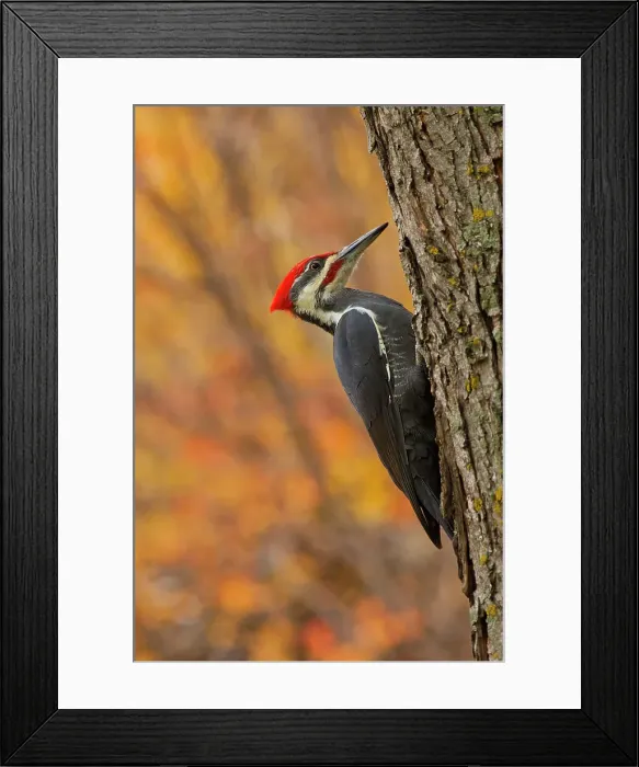 Framed Print : Canada, Manitoba, Winnipeg. Pileated woodpecker on maple tree. Date: 14-10-2020 Framed Print : Canada, Manitoba, Winnipeg. Pileated woodpecker on maple tree. Date: 14-10-2020