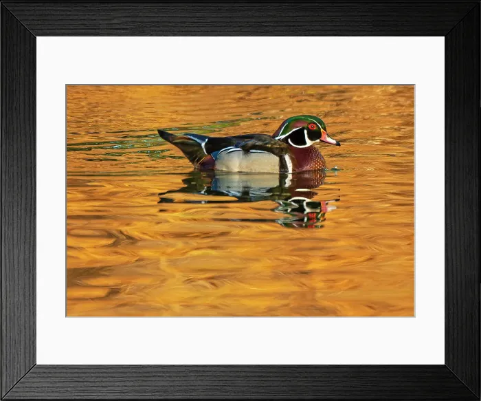 Framed Print : Canada, Manitoba, Winnipeg. Wood duck male in water. Date: 24-05-2021 Framed Print : Canada, Manitoba, Winnipeg. Wood duck male in water. Date: 24-05-2021