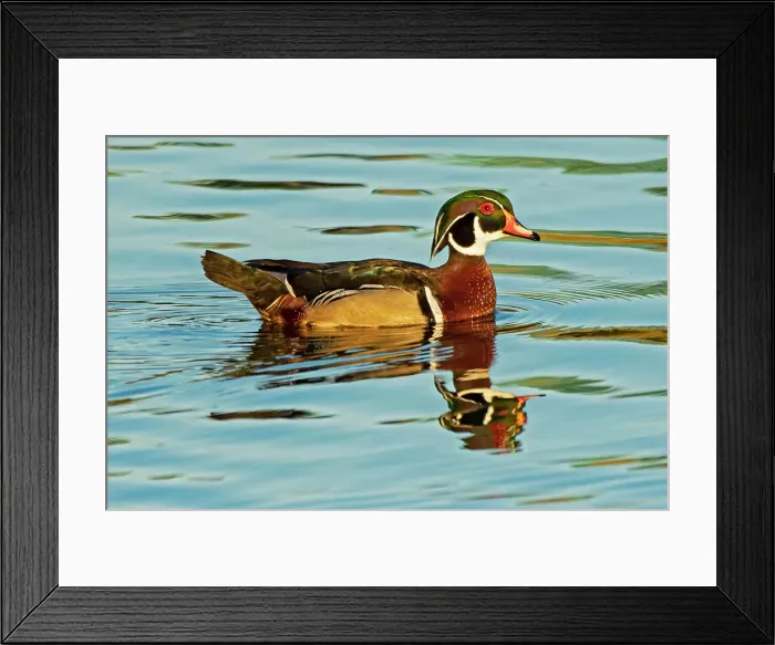 Framed Print : Canada, Manitoba, Winnipeg. Wood duck male in water. Date: 27-05-2021 Framed Print : Canada, Manitoba, Winnipeg. Wood duck male in water. Date: 27-05-2021