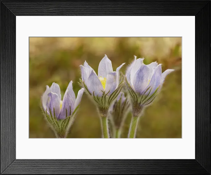 Framed Print : Canada, Manitoba, Sandilands Provincial Forest. Prairie crocus in bloom. Date: 22-04-2021