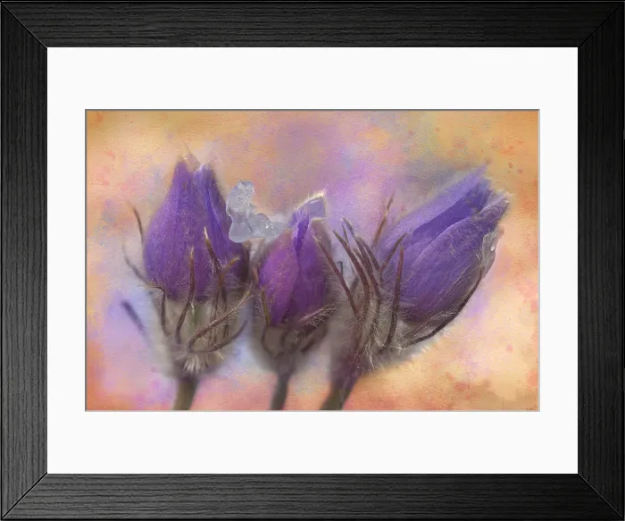 Framed Print : Canada, Manitoba, Rosser. Prairie crocus after a spring snowfall. Date: 19-04-2021 Framed Print : Canada, Manitoba, Rosser. Prairie crocus after a spring snowfall. Date: 19-04-2021