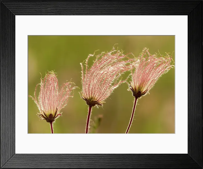 Framed Print : Canada, Manitoba, Birds Hill Provincial Park. Flowers on a three-flowered avens. Date: 04-06-2021