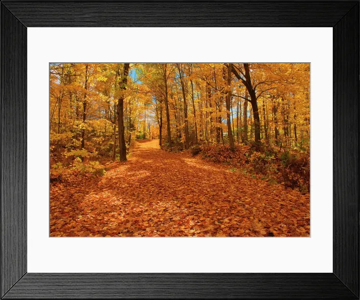 Framed Print : Canada, Ontario, Fairbank Provincial Park. Sugar maple tree leaves cover road in autumn. Date: 08-10-2014