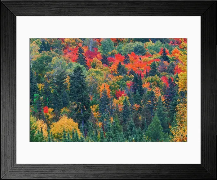 Framed Print : Canada, Ontario, Mississauga Provincial Park. Autumn colors in forest. Date: 29-09-2006 Framed Print : Canada, Ontario, Mississauga Provincial Park. Autumn colors in forest. Date: 29-09-2006