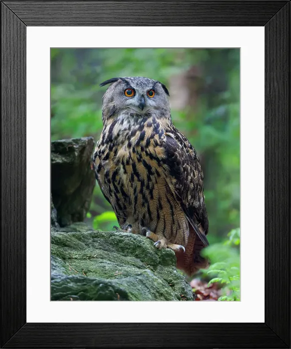 Framed Print : Eurasian eagle-owl. Enclosure in the Bavarian Forest National Park, Germany, Bavaria Date: 06-06-2021