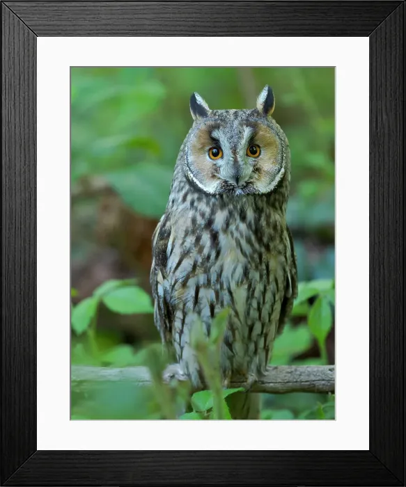Framed Print : Long-eared owl. Enclosure in the Bavarian Forest National Park, Germany, Bavaria Date: 03-06-2021 Framed Print : Long-eared owl. Enclosure in the Bavarian Forest National Park, Germany, Bavaria Date: 03-06-2021