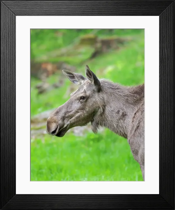 Framed Print : Moose or Elk. Enclosure in the Bavarian Forest National Park, Germany, Bavaria Date: 05-06-2021 Framed Print : Moose or Elk. Enclosure in the Bavarian Forest National Park, Germany, Bavaria Date: 05-06-2021
