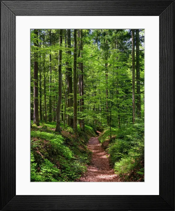 Framed Print : Hiking trail in primeval forest in the National Park Bavarian Forest near Sankt Oswald. Europe, Central Europe, Germany, Bavaria Date: 02-06-2021 Framed Print : Hiking trail in primeval forest in the National Park Bavarian Forest near Sankt Oswald. Europe, Central Europe, Germany, Bavaria Date: 02-06-2021