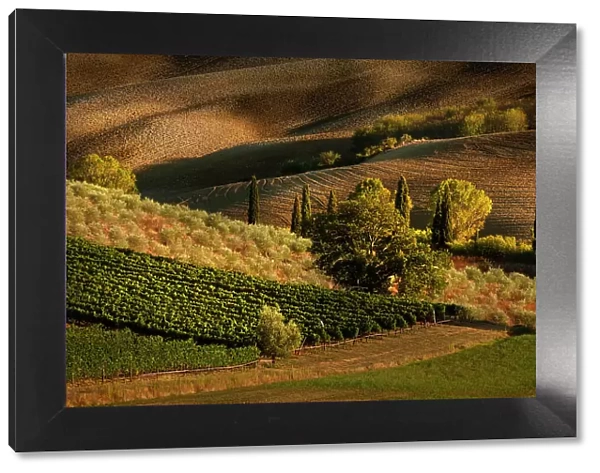 Afternoon light on vineyard and olive trees, Tuscany region of Italy Date: 21-09-2011