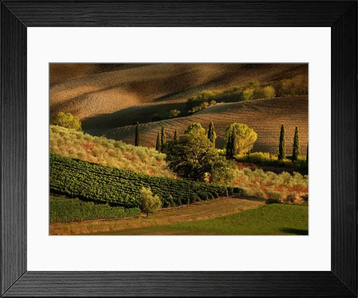 Framed Print : Afternoon light on vineyard and olive trees, Tuscany region of Italy Date: 21-09-2011 Framed Print : Afternoon light on vineyard and olive trees, Tuscany region of Italy Date: 21-09-2011