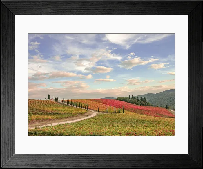 Framed Print : Italy, Tuscany, vineyard Date: 26-10-2018