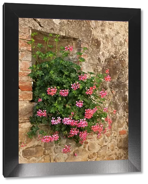 Italy, Tuscany. Pink ivy geraniums blooming in a window in Tuscany. Date: 20-09-2010