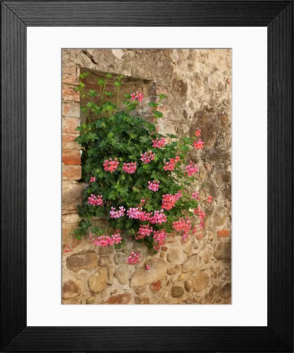Framed Print : Italy, Tuscany. Pink ivy geraniums blooming in a window in Tuscany. Date: 20-09-2010 Framed Print : Italy, Tuscany. Pink ivy geraniums blooming in a window in Tuscany. Date: 20-09-2010