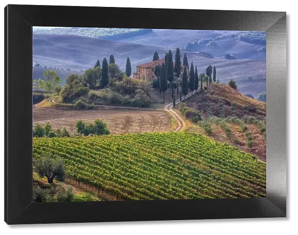 Italy, Tuscany. Belvedere House, Olive trees, and vineyards near San Quirico d'Orcia. Date: 21-09-2010