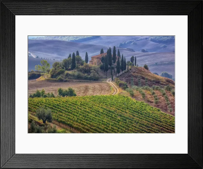 Framed Print : Italy, Tuscany. Belvedere House, Olive trees, and vineyards near San Quirico d'Orcia. Date: 21-09-2010 Framed Print : Italy, Tuscany. Belvedere House, Olive trees, and vineyards near San Quirico d'Orcia. Date: 21-09-2010
